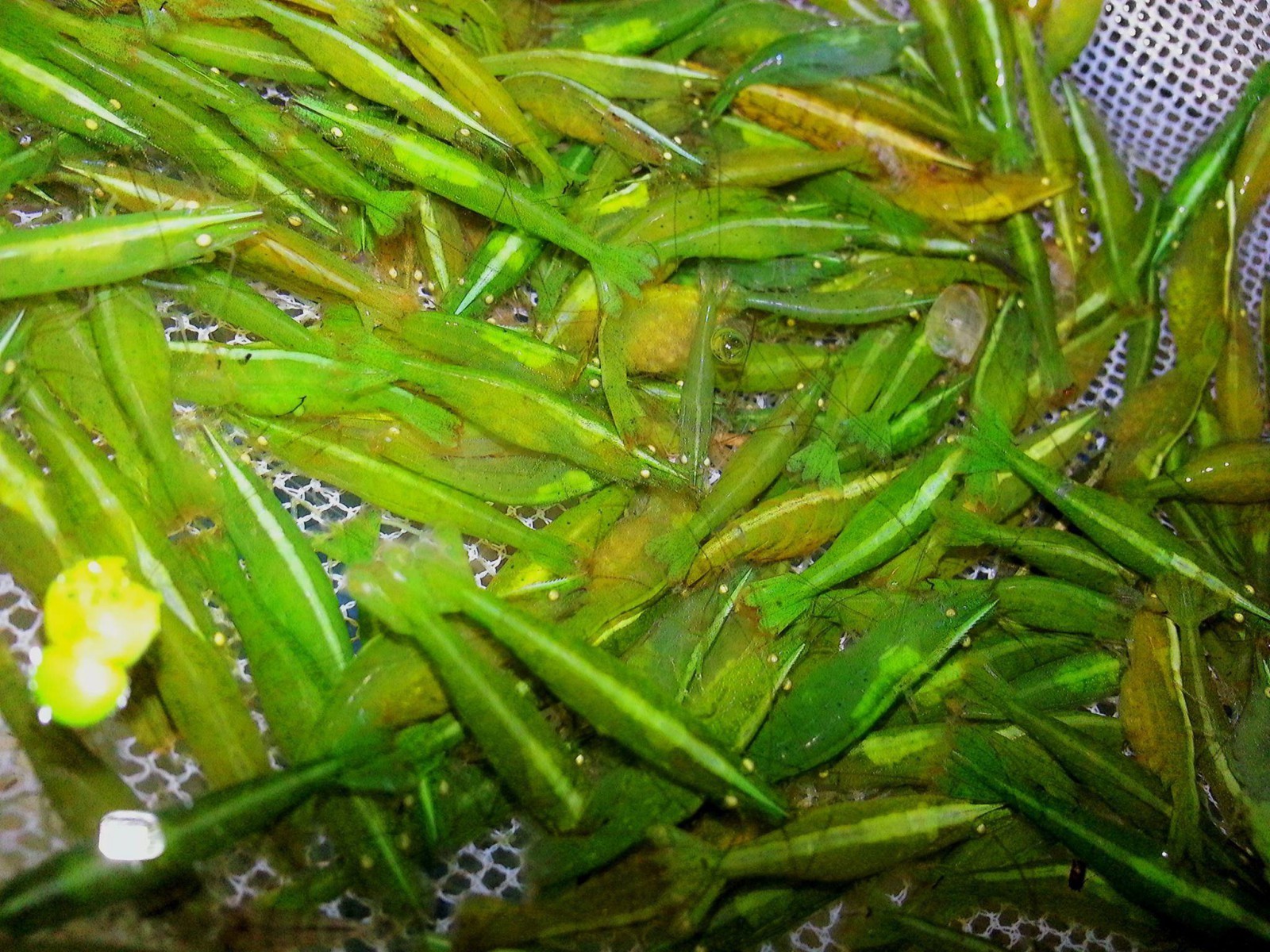 Caridina babaulti (Green Babaulti Shrimp)
